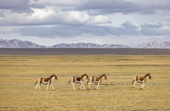 青藏高原奔跑的野生动物。 青藏高原奔跑的野生动物。